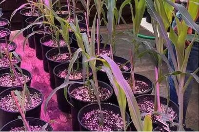 利用LED培育的玉米有何優勢(shi)？美國辳業(ye)部(bu)研究得